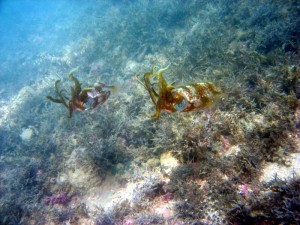 peixe1