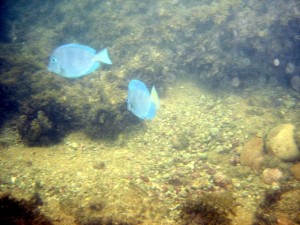 peixes-10