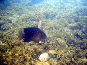 peixes-13