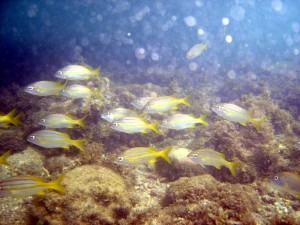 peixes-14
