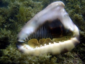 peixes-15