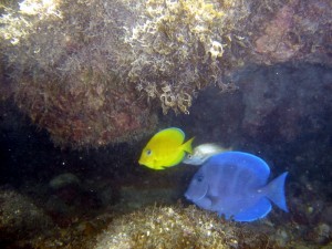 peixes-2