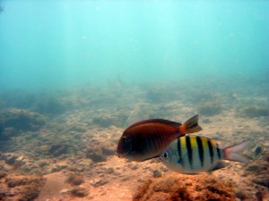 peixes-5