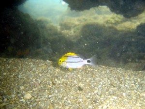 peixes-7