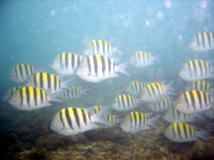 peixes-9